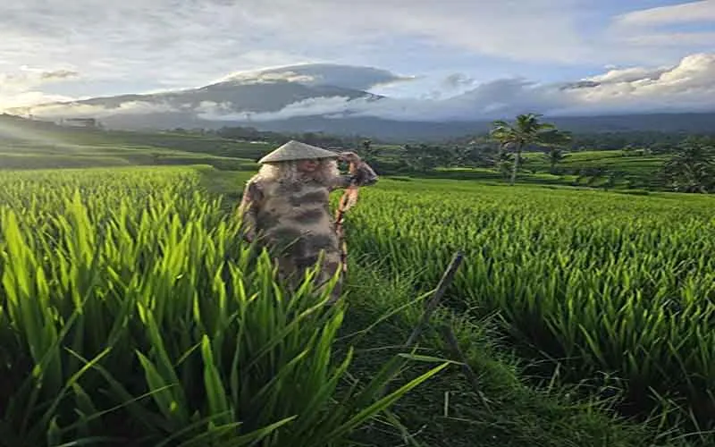 rice terrace jatiluwih